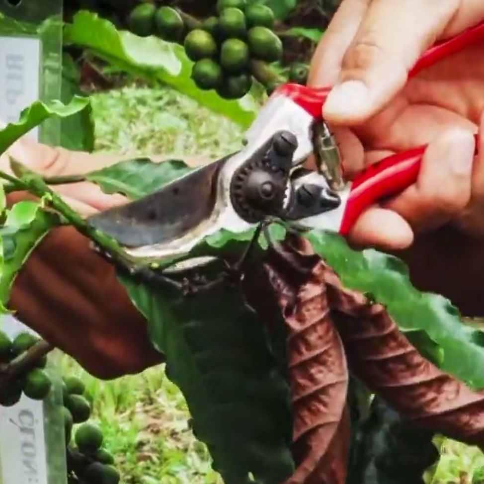 Una mano podando una rama seca de un cafeto, con cerezas de café al fondo